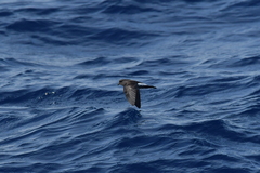 Fregetta maoriana