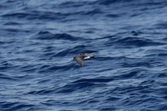 Fregetta maoriana