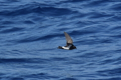 Fregetta maoriana