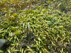 Homalothecium arenarium