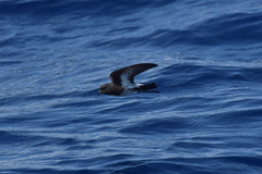 Fregetta maoriana