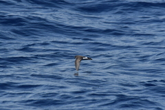 Fregetta maoriana