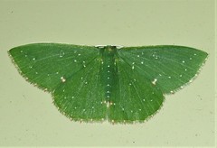 Prasinocyma iosticta