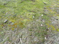 Homalothecium arenarium