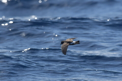 Fregetta maoriana
