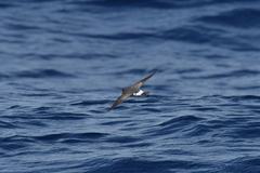 Fregetta maoriana