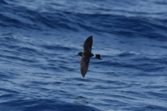 Fregetta maoriana
