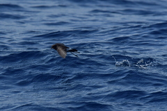 Fregetta maoriana