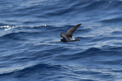 Fregetta maoriana