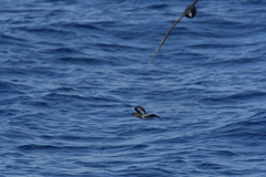 Fregetta maoriana