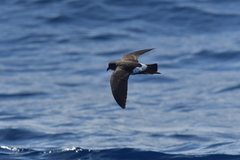 Fregetta maoriana