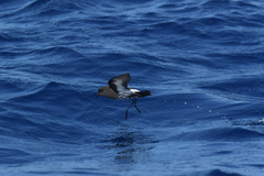 Fregetta maoriana