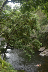 Syzygium tierneyanum