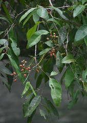 Syzygium tierneyanum