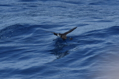 Fregetta maoriana