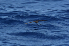 Fregetta maoriana
