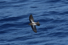 Fregetta maoriana