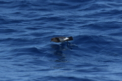 Fregetta maoriana