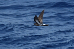 Fregetta maoriana