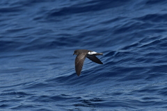 Fregetta maoriana