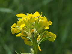 Erysimum odoratum