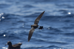 Fregetta maoriana