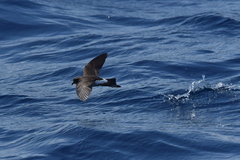 Fregetta maoriana