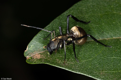 Myrmecotypus iguazu