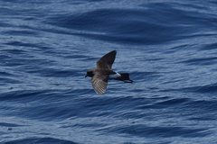 Fregetta maoriana