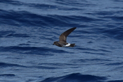 Fregetta maoriana