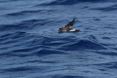 Fregetta maoriana