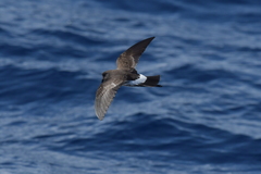 Fregetta maoriana
