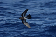 Fregetta maoriana