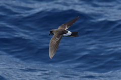Fregetta maoriana