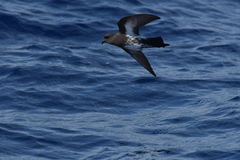 Fregetta maoriana