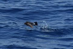 Fregetta maoriana