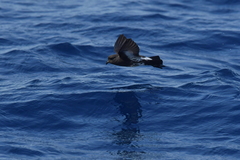 Fregetta maoriana