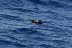 Fregetta maoriana