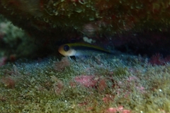 Forsterygion maryannae