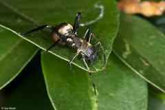 Myrmecotypus iguazu