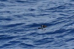 Fregetta maoriana