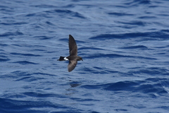 Fregetta maoriana