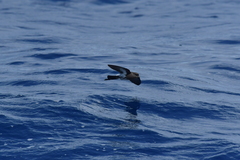 Fregetta maoriana