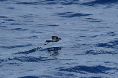 Fregetta maoriana