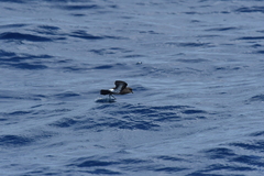 Fregetta maoriana