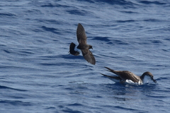Fregetta maoriana