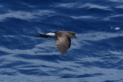 Fregetta maoriana