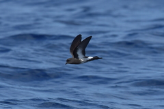 Fregetta maoriana
