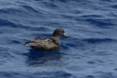 Procellaria parkinsoni