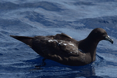 Procellaria parkinsoni